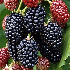 Ожина сорт Аропахо