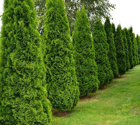 Туя Смарагд / С3 / h 30-40 / Thuja occidentalis Smaragd, фото 3