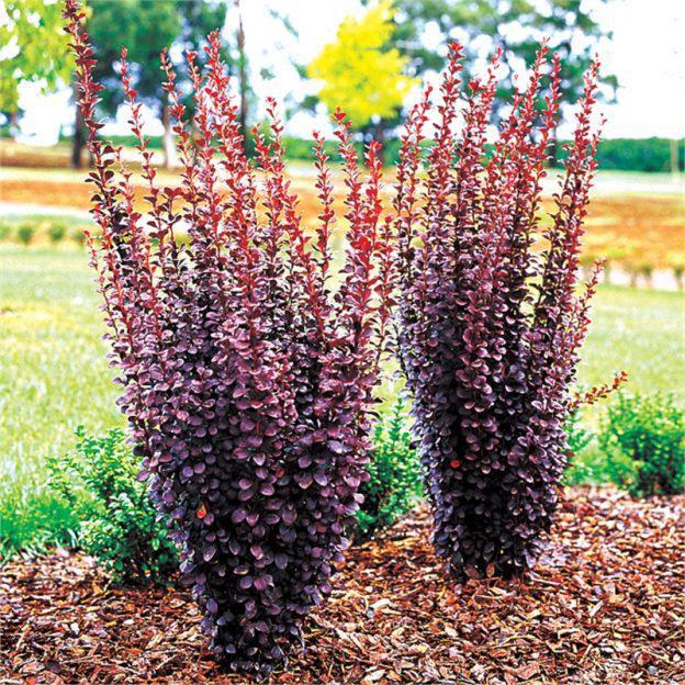 Саджанці барбарису Тунберга Хелмонд Піллар (Helmond Pillar), фото 1