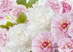 Фотошпалери Півонії №25 -272*196см