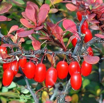 Саджанці барбарису червонолистого (Атропурпуреа)