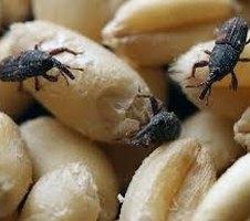 Фумиганты: купить таблетки от долгоносика в зерне и др. насекомых