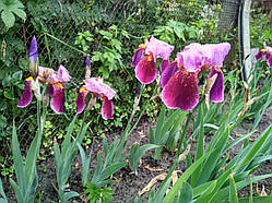 Ірис бородатий Амбасадор полуни/кореневще