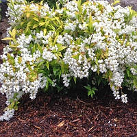 Саженцы Дейция изящная Вариегата (Deutzia gracilis Variegata)