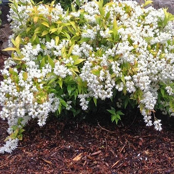 Саджанці Дейція витончена Варієгата (Deutzia gracilis Variegata)