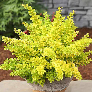 Саджанці Барбарису Тунберга Сенсейшен (Sensation) Р9