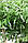 Лайм Папуана (Microcitrus Papuana) 20-25 см. Кімнатний, фото 5