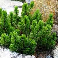 Саженцы сосны горной карликовой Ротундата (Pinus Mugo - Rotundata)