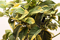 Лимон Вариегатный (C.limon "Foliis variegatis) 20-25 см. Комнатный