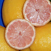Лимон рожевий "Сангвинеум" (C. limon "Sanguineum") 20-25 см. Кімнатний