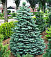 Саджанці Ялиці одноколірної Глаука (Abies concolor Glauca), фото 3