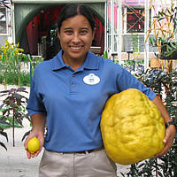 Лимон "Найн Паундер" (C. limon "Nine Pounder") 10-20 см. Кімнатний