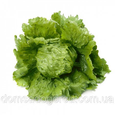 Салат ДИАМАНТИНАС | DIAMANTINAS Rijk Zwaan 1000 насінин