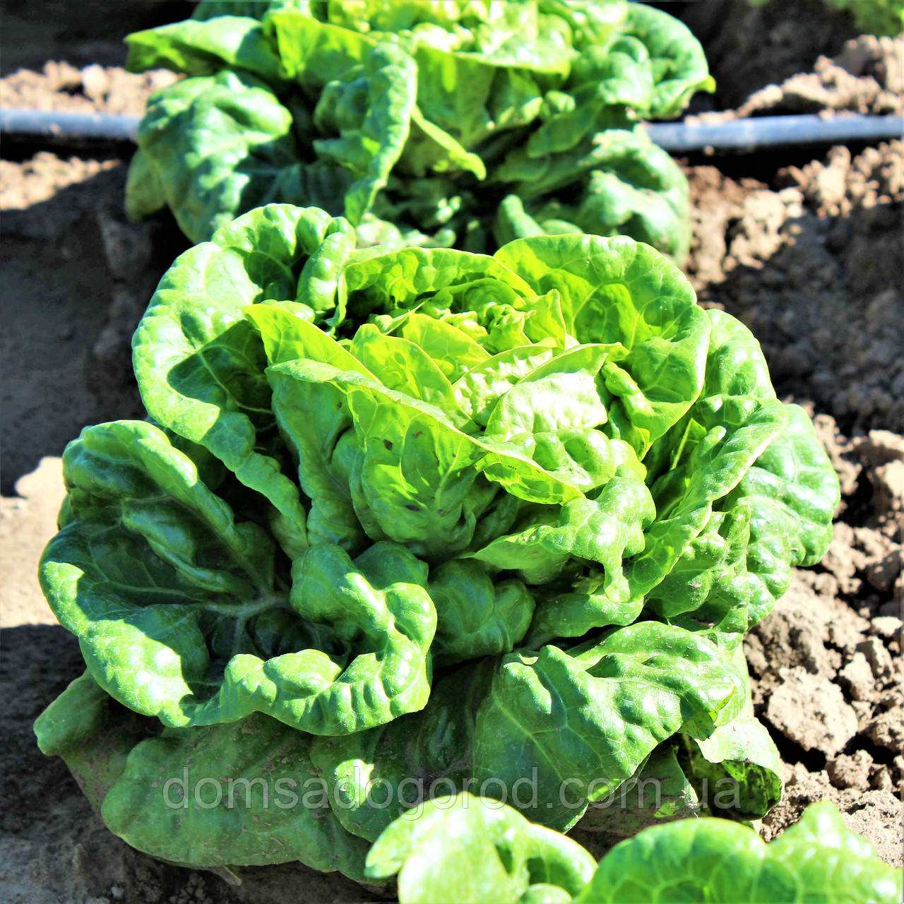 Салат ТОМБЕЛО | TOMBELO Rijk Zwaan 5000 насінин