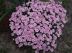Гвоздика багаторічна китайська (Dianthus chinensis) (30 шт насіння)