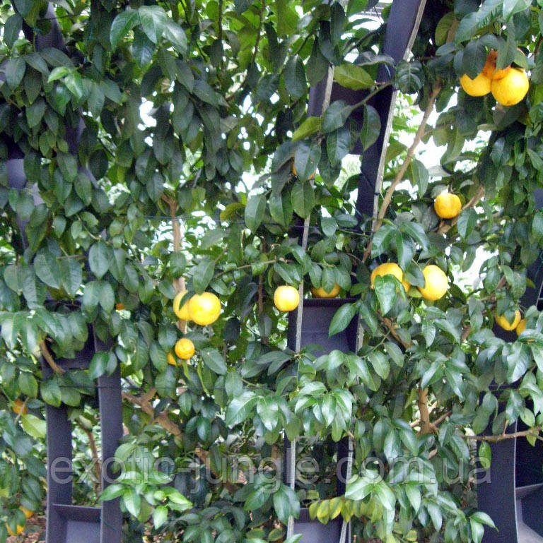 Лимон Волкамериана (Citrus volkameriana) 20-25 см. Комнатный - фото 2 - id-p1038833561