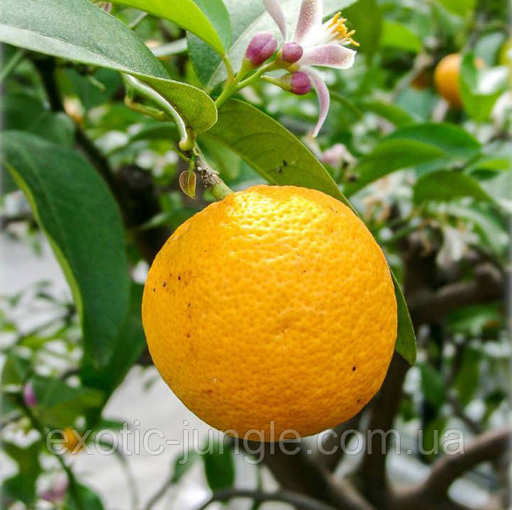 Лимон Волкамериана (Citrus volkameriana) 20-25 см. Комнатный - фото 5 - id-p1038833561