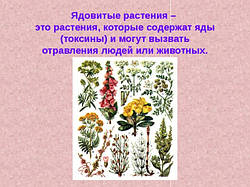 Отруйні рослини.