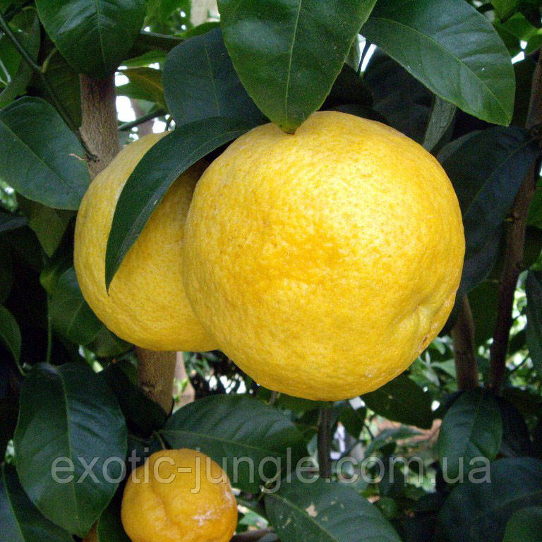 Лимон Волкамеріана (Citrus volkameriana) 10-20 см. Кімнатний