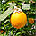 Лимон Волкамеріана (Citrus volkameriana) 10-20 см. Кімнатний, фото 5