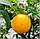 Лимон Волкамеріана (Citrus volkameriana) 10-20 см. Кімнатний, фото 6