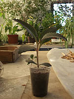 Каланхое Дегремона (котре з дітками) (лікарняне) саджанці