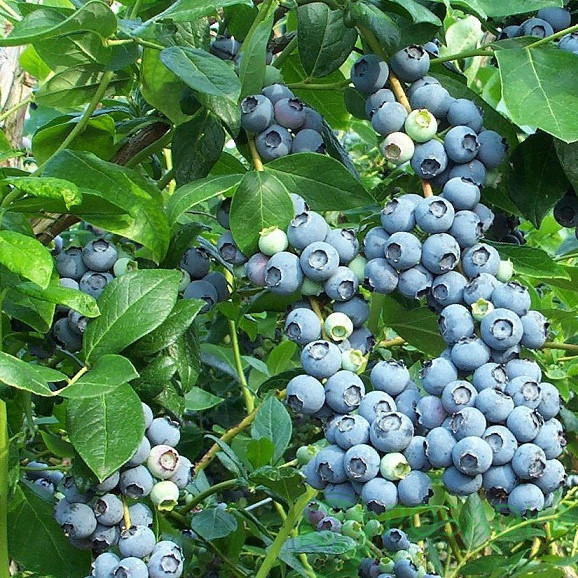 Лохина Берклі середня 3 роки, фото 1