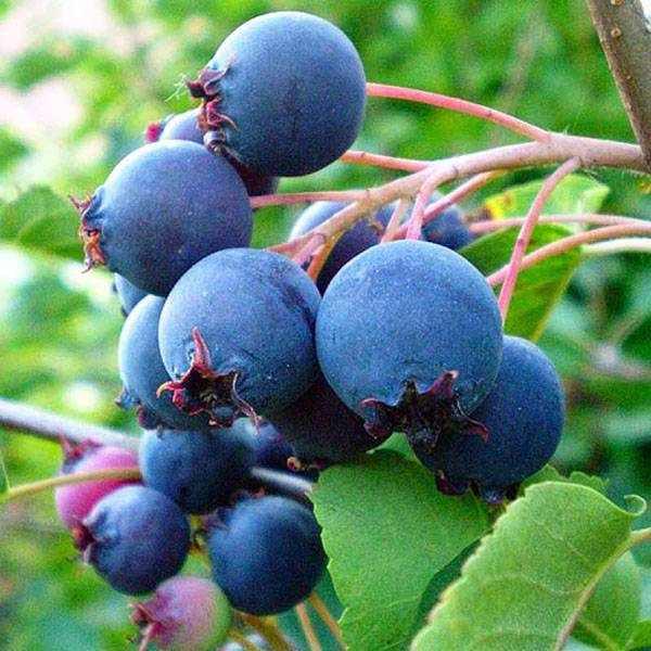 Ірга канадська Пембіна (контейнер 2л), фото 1