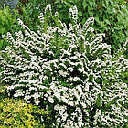 Саджанці Спіреї ніпонської Сноумаунд (Spiraea nipponica Snowmound) Р9, фото 2