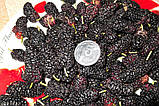 Шелковиця велика плодотворна чорна "Шеллі" саджанці, фото 2