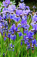 Іріс сибірський синій саджанці