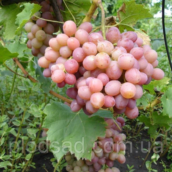 Виноград Лівія