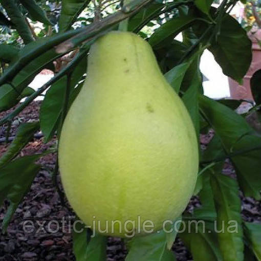 Паміло Піриформіс (C. grandis x C. paradisi "Piriforme") 25-30 см. Кімнатний, фото 1