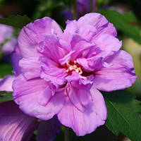 Саженцы Гибискуса сирийского Aрденс (Hibiscus syriacus Ardens) 50-60 СМ