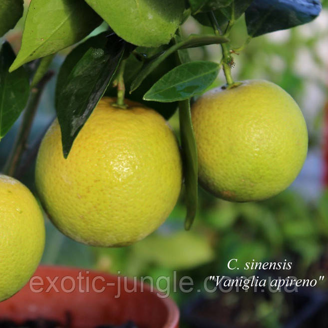 Лимон «Ванильный» (Citrus limon Vainiglia) 20-25 см. Комнатный - фото 1 - id-p1039343462