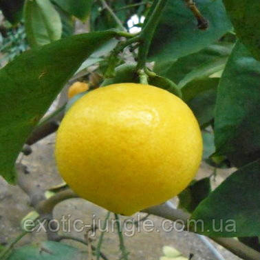 Лимон «Ванильный» (Citrus limon Vainiglia) 20-25 см. Комнатный - фото 4 - id-p1039343462