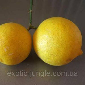 Лимон «Ванильный» (Citrus limon Vainiglia) 20-25 см. Комнатный - фото 5 - id-p1039343462