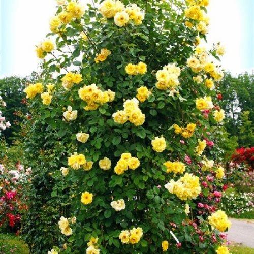 Саджанці плетистої троянди Голден Гейт (Golden Rose Gate), фото 1