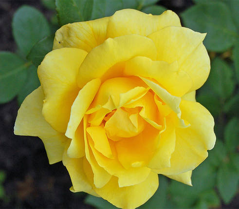 Саджанці троянд сорт Санблест, фото 2