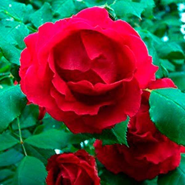 Саджанці троянд сорт Флейм Денс