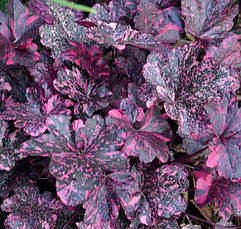 Гейхера Midnight Rose Select 1 рік, Гейхера Міднайт Роуз Селект, Heuchera Midnight Rose Select, фото 3