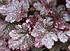 Гейхера Midnight Rose Select 1 рік, Гейхера Міднайт Роуз Селект, Heuchera Midnight Rose Select, фото 2