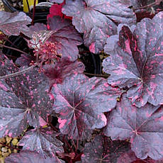 Гейхера Midnight Rose Select 1 рік, Гейхера Міднайт Роуз Селект, Heuchera Midnight Rose Select, фото 2