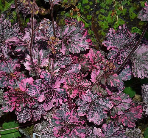 Гейхера Midnight Rose Select 1 рік, Гейхера Міднайт Роуз Селект, Heuchera Midnight Rose Select, фото 2