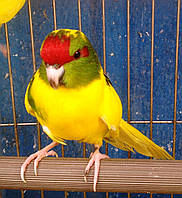 Папуги (Какарики) — домінантний строкастий.