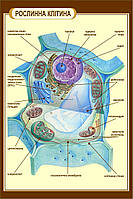 Стенд "Растительная клетка" в кабинет БИОЛОГИИ