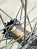 Колесо 28" на планетарні втулки Shimano Nexus Inter-3 SG-3C41 на посиленних спицях, фото 8