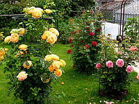 Садова велика опора для троянд, підставка для квітів