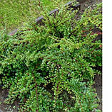 Кизильник горизонтальний 2 роки, фото 2