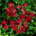 Саджанці спрей троянди Джек Блек (Black Jack), фото 2